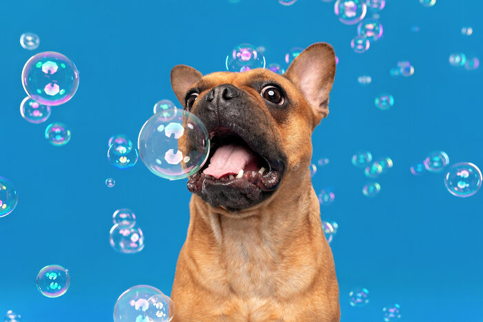 I Photographed Dogs Chasing Bubbles, And The Results Were Absolutely Hilarious (40 Pics) I Photographed Dogs Chasing Bubbles, And The Results Were Absolutely Hilarious (40 Pics)