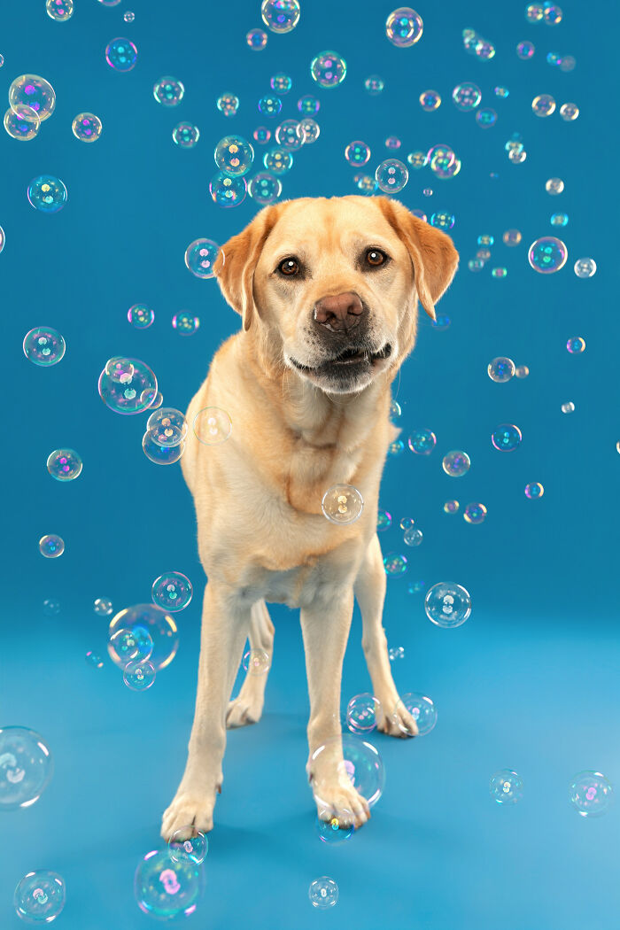 I Photographed Dogs Chasing Bubbles, And The Results Were Absolutely Hilarious (40 Pics) I Photographed Dogs Chasing Bubbles, And The Results Were Absolutely Hilarious (40 Pics)