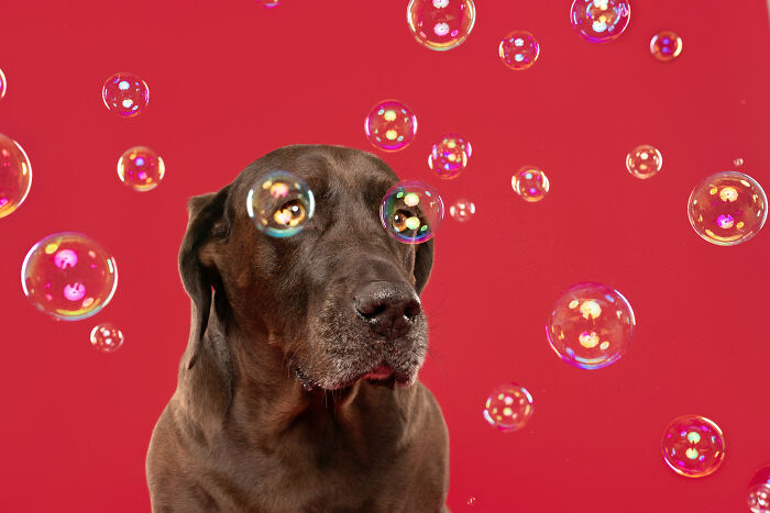I Photographed Dogs Chasing Bubbles, And The Results Were Absolutely Hilarious (40 Pics) I Photographed Dogs Chasing Bubbles, And The Results Were Absolutely Hilarious (40 Pics)