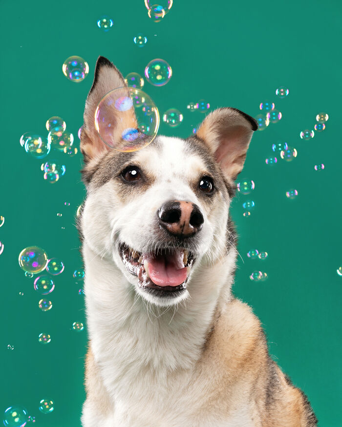 I Photographed Dogs Chasing Bubbles, And The Results Were Absolutely Hilarious (40 Pics) I Photographed Dogs Chasing Bubbles, And The Results Were Absolutely Hilarious (40 Pics)