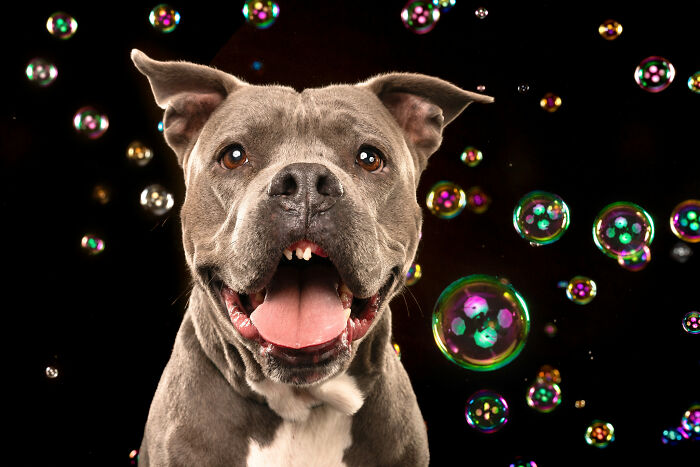 I Photographed Dogs Chasing Bubbles, And The Results Were Absolutely Hilarious (40 Pics) I Photographed Dogs Chasing Bubbles, And The Results Were Absolutely Hilarious (40 Pics)