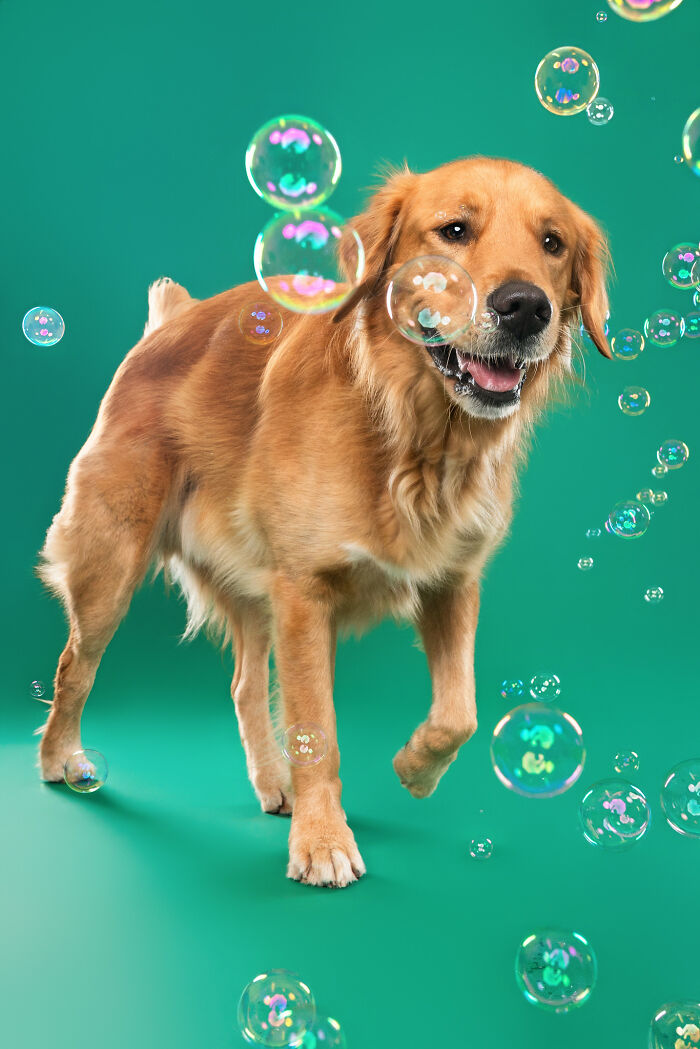 I Photographed Dogs Chasing Bubbles, And The Results Were Absolutely Hilarious (40 Pics) I Photographed Dogs Chasing Bubbles, And The Results Were Absolutely Hilarious (40 Pics)