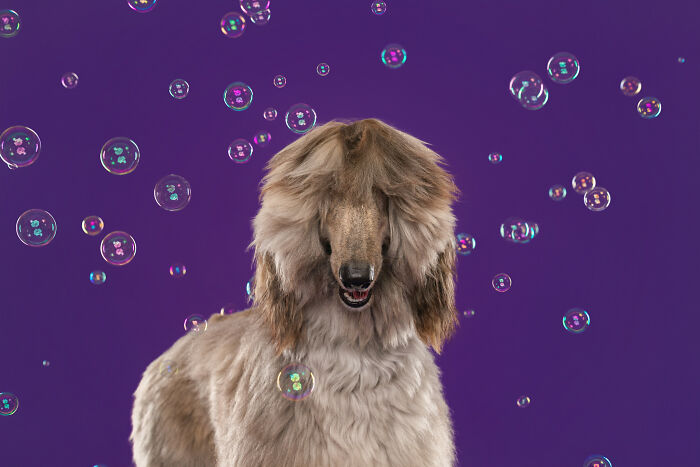 I Photographed Dogs Chasing Bubbles, And The Results Were Absolutely Hilarious (40 Pics) I Photographed Dogs Chasing Bubbles, And The Results Were Absolutely Hilarious (40 Pics)