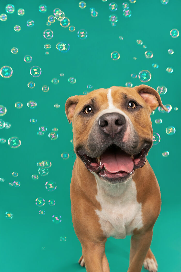 I Photographed Dogs Chasing Bubbles, And The Results Were Absolutely Hilarious (40 Pics) I Photographed Dogs Chasing Bubbles, And The Results Were Absolutely Hilarious (40 Pics)