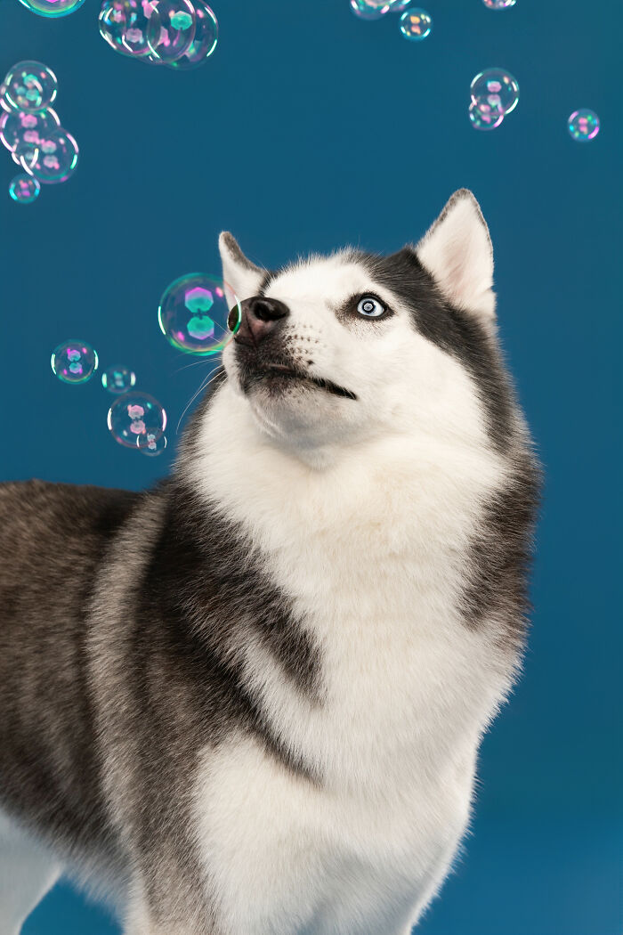 I Photographed Dogs Chasing Bubbles, And The Results Were Absolutely Hilarious (40 Pics) I Photographed Dogs Chasing Bubbles, And The Results Were Absolutely Hilarious (40 Pics)