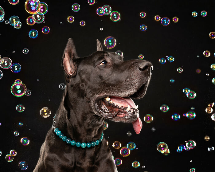 I Photographed Dogs Chasing Bubbles, And The Results Were Absolutely Hilarious (40 Pics) I Photographed Dogs Chasing Bubbles, And The Results Were Absolutely Hilarious (40 Pics)