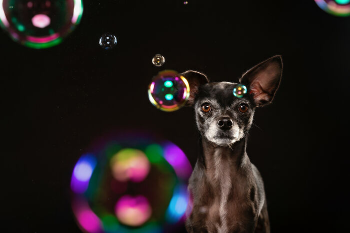 I Photographed Dogs Chasing Bubbles, And The Results Were Absolutely Hilarious (40 Pics) I Photographed Dogs Chasing Bubbles, And The Results Were Absolutely Hilarious (40 Pics)
