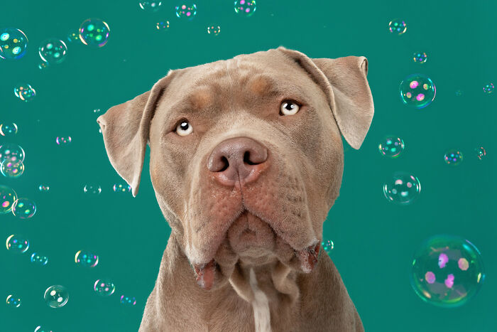 I Photographed Dogs Chasing Bubbles, And The Results Were Absolutely Hilarious (40 Pics) I Photographed Dogs Chasing Bubbles, And The Results Were Absolutely Hilarious (40 Pics)