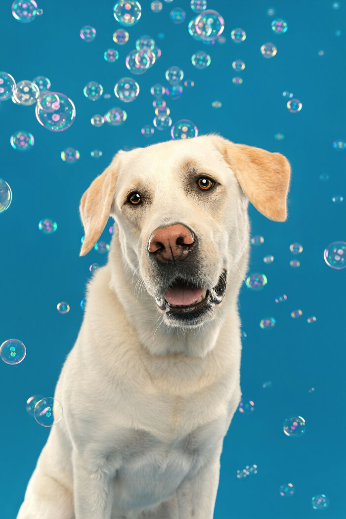 I Photographed Dogs Chasing Bubbles, And The Results Were Absolutely Hilarious (40 Pics) I Photographed Dogs Chasing Bubbles, And The Results Were Absolutely Hilarious (40 Pics)