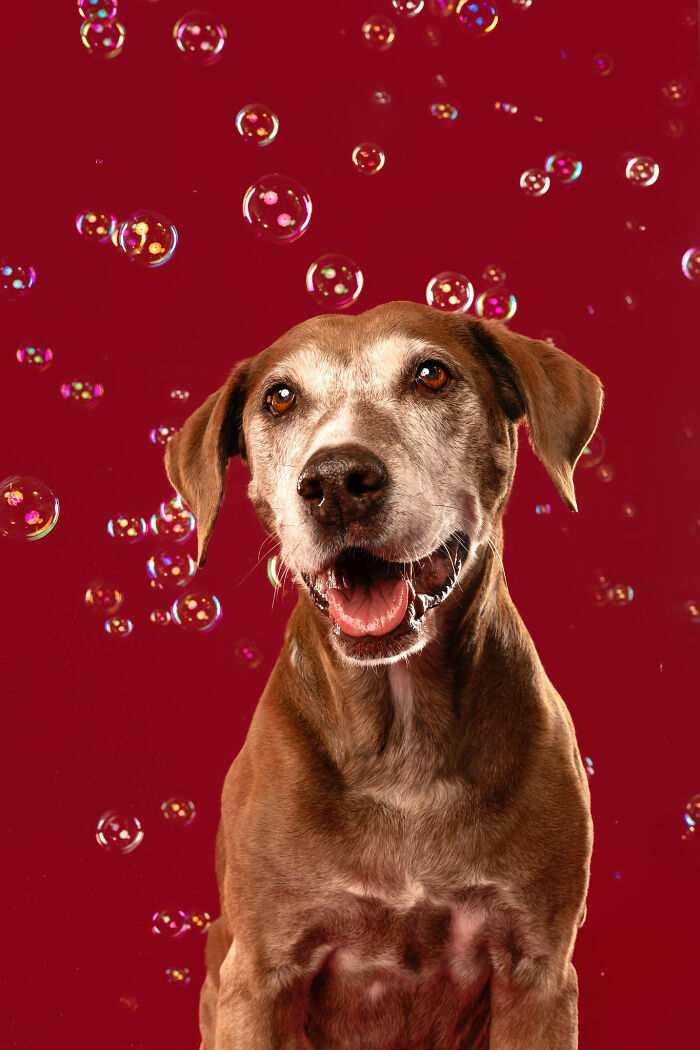I Photographed Dogs Chasing Bubbles, And The Results Were Absolutely Hilarious (40 Pics) I Photographed Dogs Chasing Bubbles, And The Results Were Absolutely Hilarious (40 Pics)