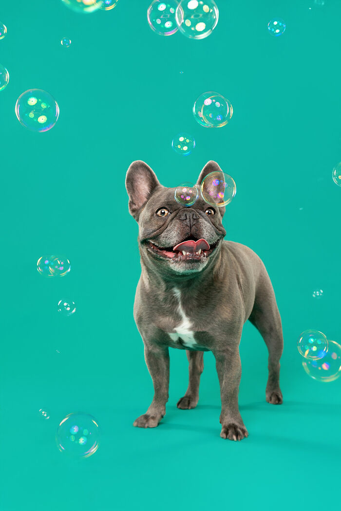 I Photographed Dogs Chasing Bubbles, And The Results Were Absolutely Hilarious (40 Pics) I Photographed Dogs Chasing Bubbles, And The Results Were Absolutely Hilarious (40 Pics)