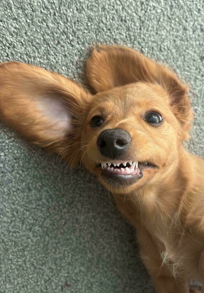 47 Goofy Doggos With Not A Single Thought In Their Heads To Ease Your Overthinking Brain 47 Goofy Doggos With Not A Single Thought In Their Heads To Ease Your Overthinking Brain