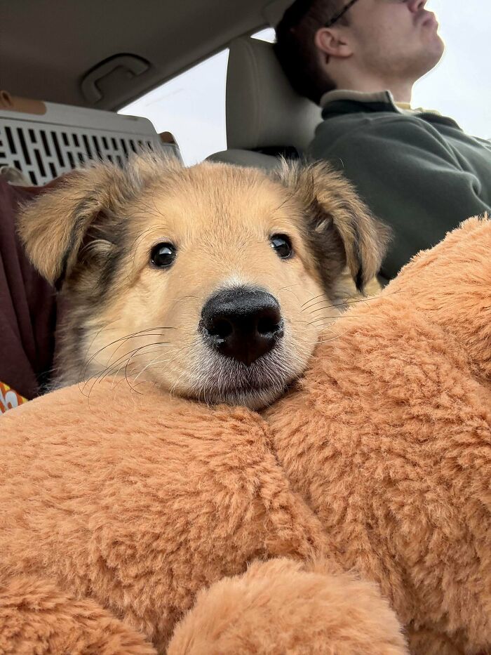 47 Goofy Doggos With Not A Single Thought In Their Heads To Ease Your Overthinking Brain 47 Goofy Doggos With Not A Single Thought In Their Heads To Ease Your Overthinking Brain