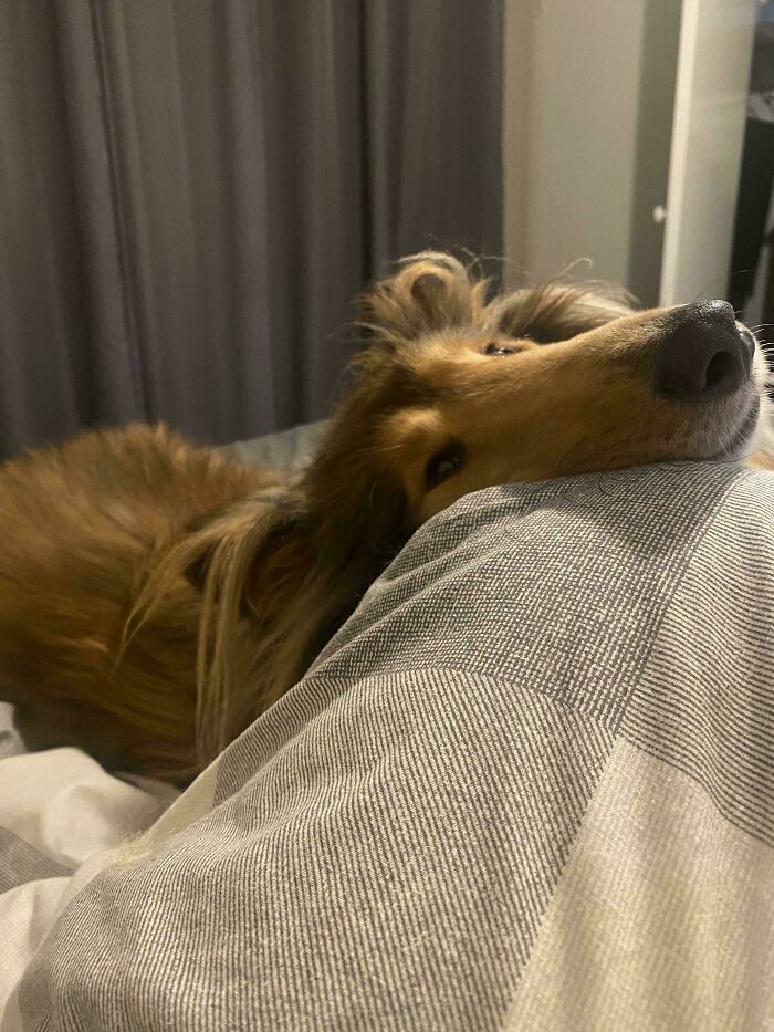 47 Goofy Doggos With Not A Single Thought In Their Heads To Ease Your Overthinking Brain 47 Goofy Doggos With Not A Single Thought In Their Heads To Ease Your Overthinking Brain