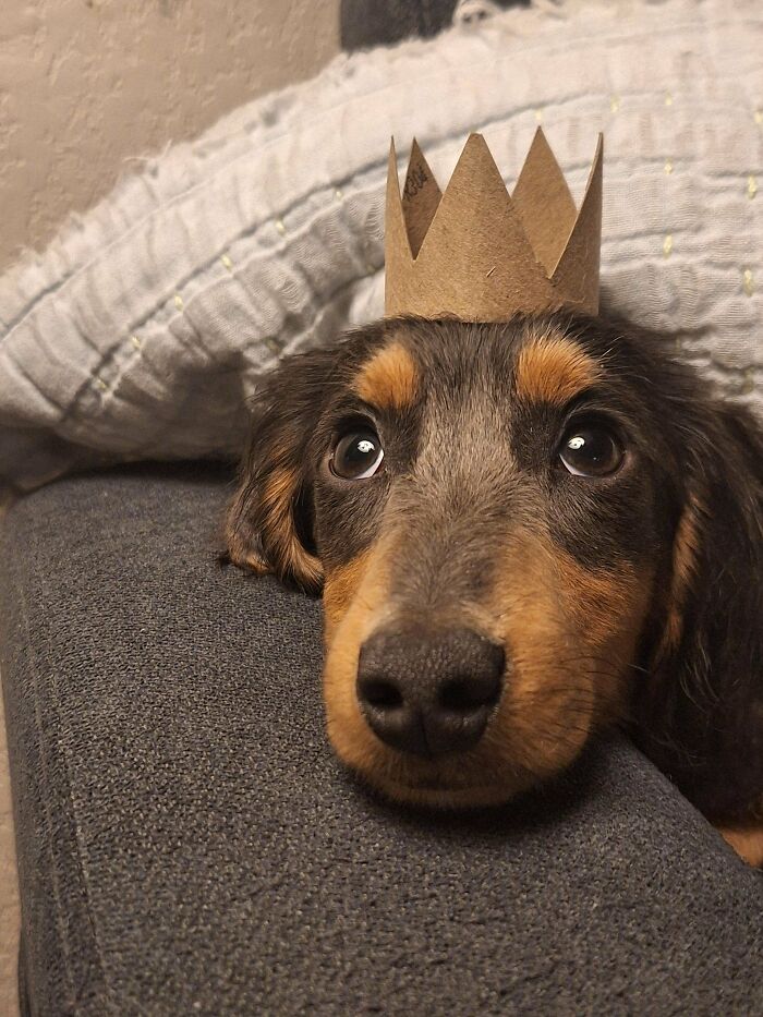 47 Goofy Doggos With Not A Single Thought In Their Heads To Ease Your Overthinking Brain 47 Goofy Doggos With Not A Single Thought In Their Heads To Ease Your Overthinking Brain