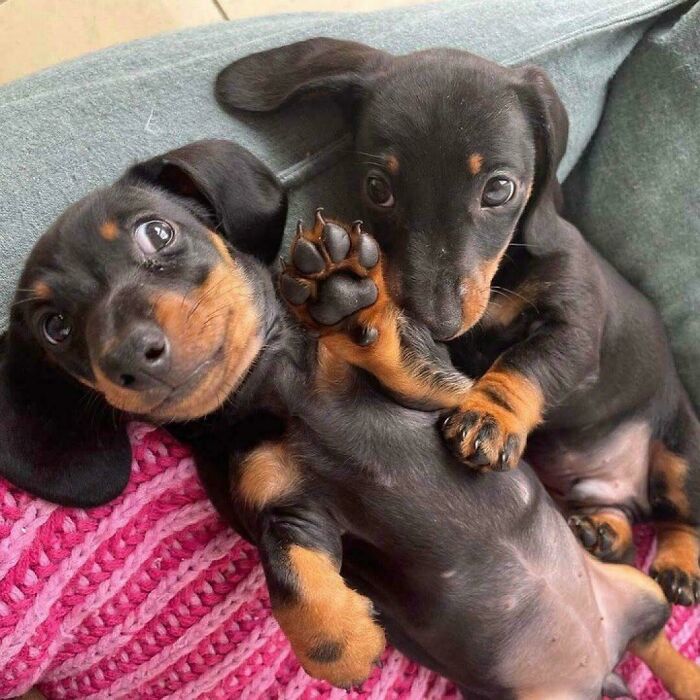 47 Goofy Doggos With Not A Single Thought In Their Heads To Ease Your Overthinking Brain 47 Goofy Doggos With Not A Single Thought In Their Heads To Ease Your Overthinking Brain