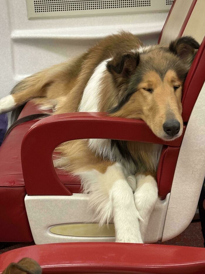 47 Goofy Doggos With Not A Single Thought In Their Heads To Ease Your Overthinking Brain 47 Goofy Doggos With Not A Single Thought In Their Heads To Ease Your Overthinking Brain