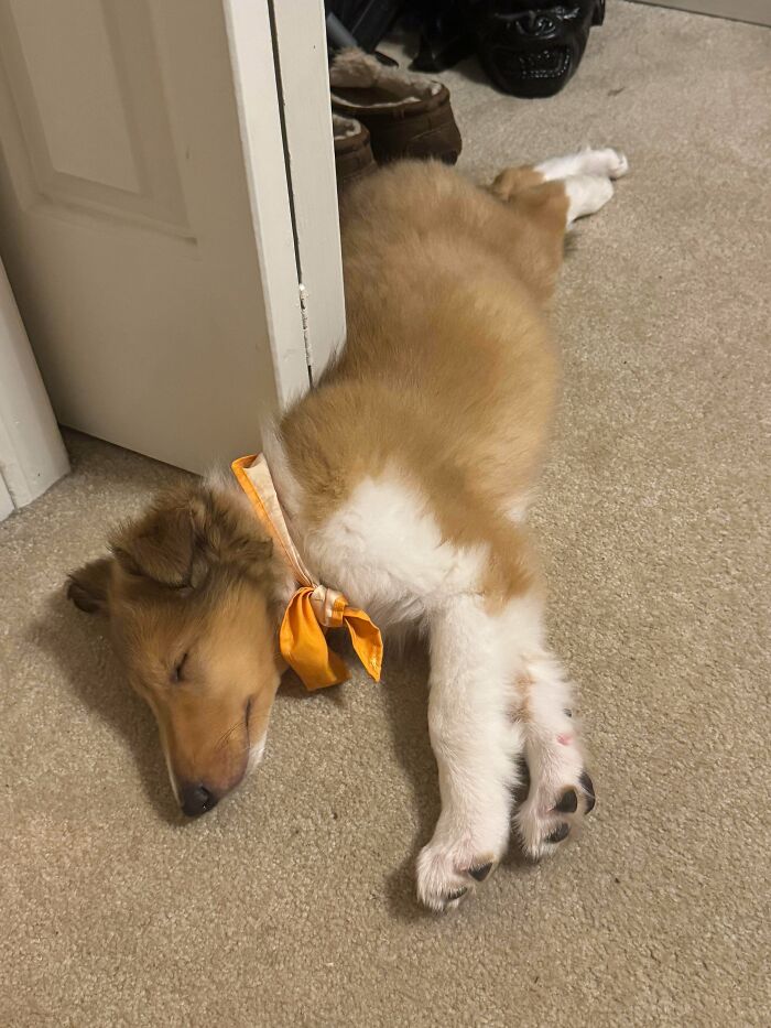 47 Goofy Doggos With Not A Single Thought In Their Heads To Ease Your Overthinking Brain 47 Goofy Doggos With Not A Single Thought In Their Heads To Ease Your Overthinking Brain