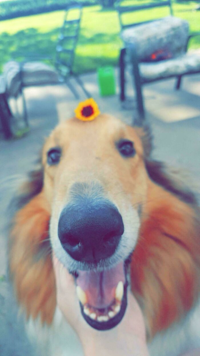 47 Goofy Doggos With Not A Single Thought In Their Heads To Ease Your Overthinking Brain 47 Goofy Doggos With Not A Single Thought In Their Heads To Ease Your Overthinking Brain