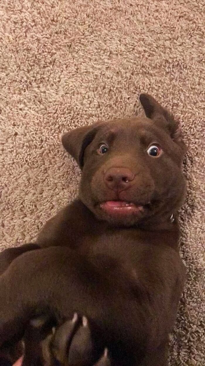 47 Goofy Doggos With Not A Single Thought In Their Heads To Ease Your Overthinking Brain 47 Goofy Doggos With Not A Single Thought In Their Heads To Ease Your Overthinking Brain
