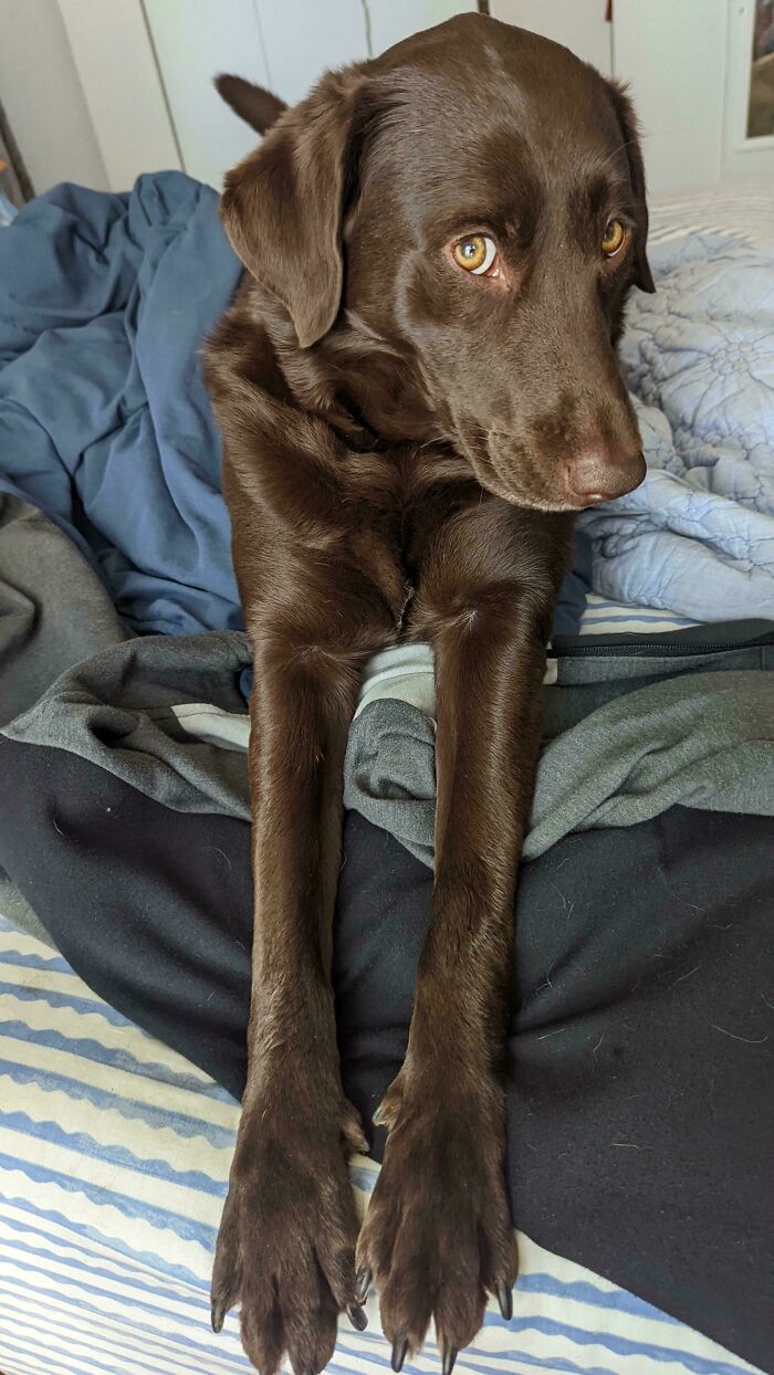 47 Goofy Doggos With Not A Single Thought In Their Heads To Ease Your Overthinking Brain 47 Goofy Doggos With Not A Single Thought In Their Heads To Ease Your Overthinking Brain