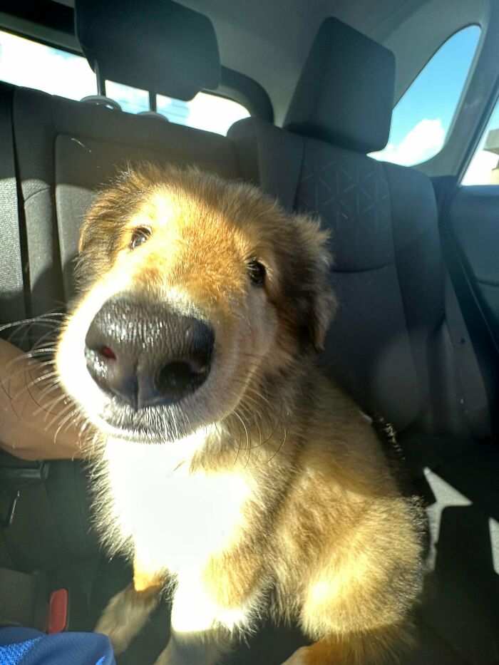 47 Goofy Doggos With Not A Single Thought In Their Heads To Ease Your Overthinking Brain 47 Goofy Doggos With Not A Single Thought In Their Heads To Ease Your Overthinking Brain