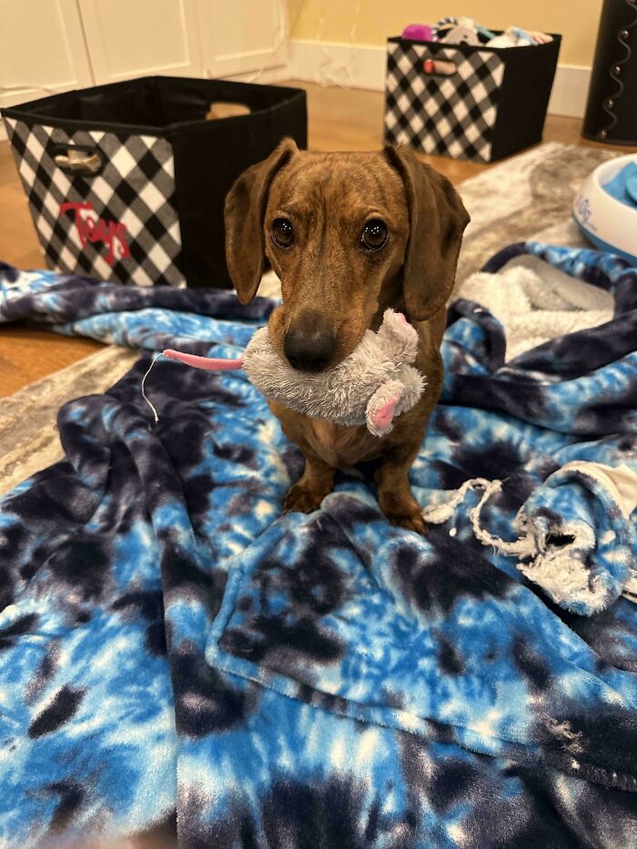 47 Goofy Doggos With Not A Single Thought In Their Heads To Ease Your Overthinking Brain 47 Goofy Doggos With Not A Single Thought In Their Heads To Ease Your Overthinking Brain