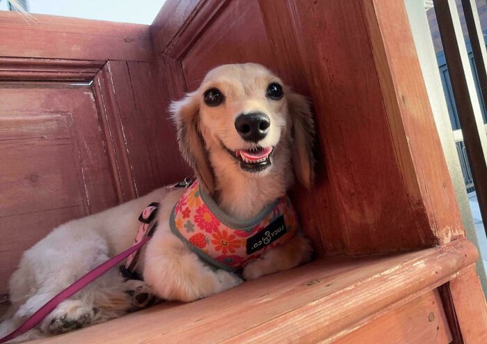 47 Goofy Doggos With Not A Single Thought In Their Heads To Ease Your Overthinking Brain 47 Goofy Doggos With Not A Single Thought In Their Heads To Ease Your Overthinking Brain