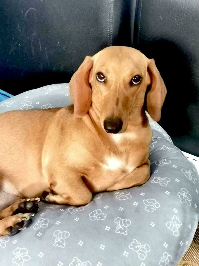 47 Goofy Doggos With Not A Single Thought In Their Heads To Ease Your Overthinking Brain 47 Goofy Doggos With Not A Single Thought In Their Heads To Ease Your Overthinking Brain