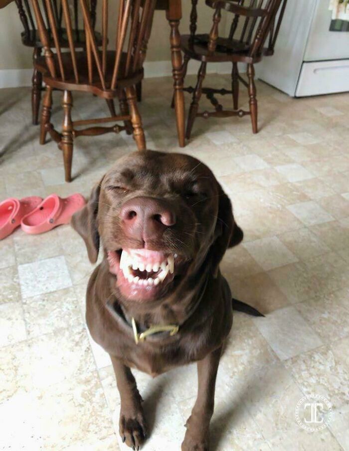 47 Goofy Doggos With Not A Single Thought In Their Heads To Ease Your Overthinking Brain 47 Goofy Doggos With Not A Single Thought In Their Heads To Ease Your Overthinking Brain