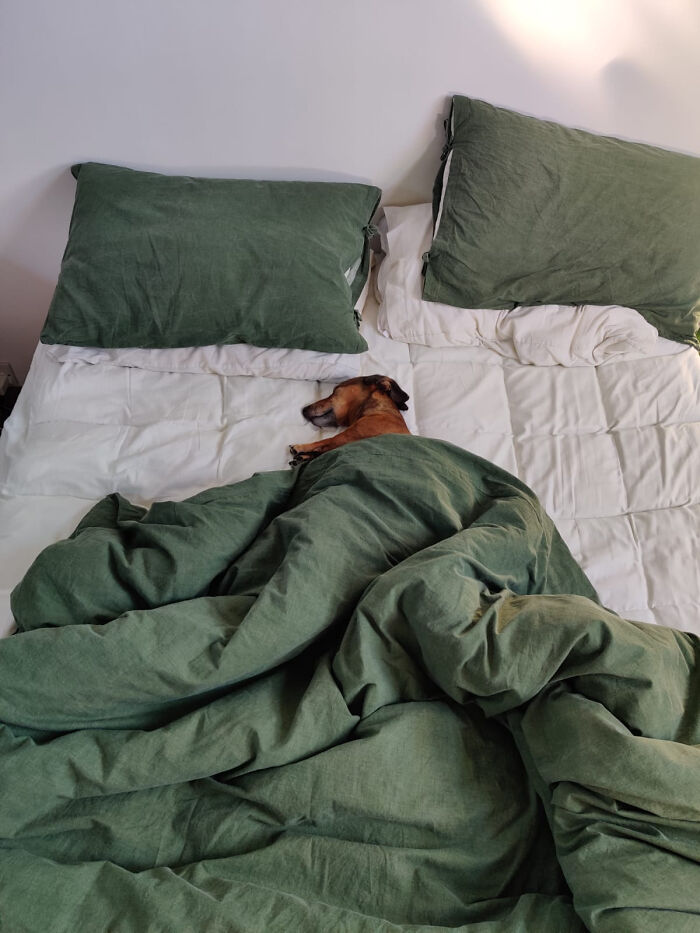 47 Goofy Doggos With Not A Single Thought In Their Heads To Ease Your Overthinking Brain 47 Goofy Doggos With Not A Single Thought In Their Heads To Ease Your Overthinking Brain