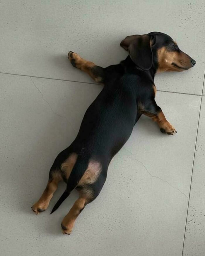 47 Goofy Doggos With Not A Single Thought In Their Heads To Ease Your Overthinking Brain 47 Goofy Doggos With Not A Single Thought In Their Heads To Ease Your Overthinking Brain