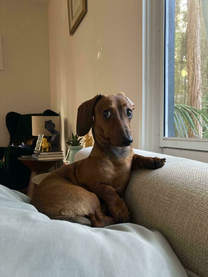 47 Goofy Doggos With Not A Single Thought In Their Heads To Ease Your Overthinking Brain 47 Goofy Doggos With Not A Single Thought In Their Heads To Ease Your Overthinking Brain