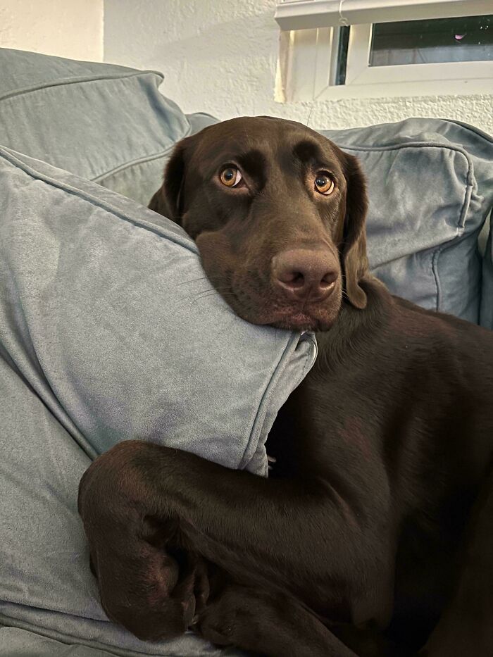 47 Goofy Doggos With Not A Single Thought In Their Heads To Ease Your Overthinking Brain 47 Goofy Doggos With Not A Single Thought In Their Heads To Ease Your Overthinking Brain