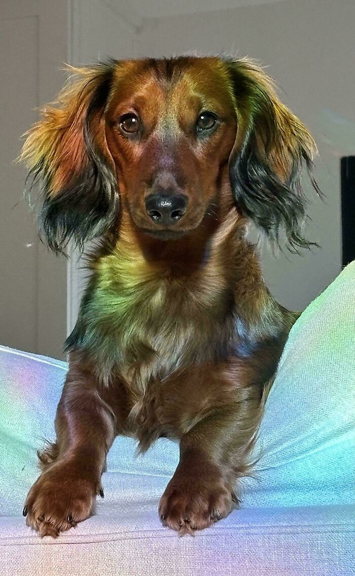 47 Goofy Doggos With Not A Single Thought In Their Heads To Ease Your Overthinking Brain 47 Goofy Doggos With Not A Single Thought In Their Heads To Ease Your Overthinking Brain