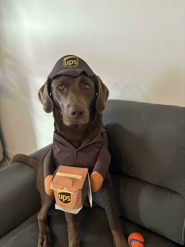 47 Goofy Doggos With Not A Single Thought In Their Heads To Ease Your Overthinking Brain 47 Goofy Doggos With Not A Single Thought In Their Heads To Ease Your Overthinking Brain