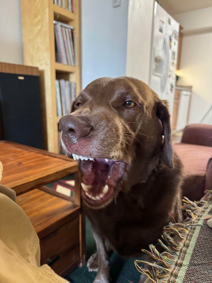 47 Goofy Doggos With Not A Single Thought In Their Heads To Ease Your Overthinking Brain 47 Goofy Doggos With Not A Single Thought In Their Heads To Ease Your Overthinking Brain