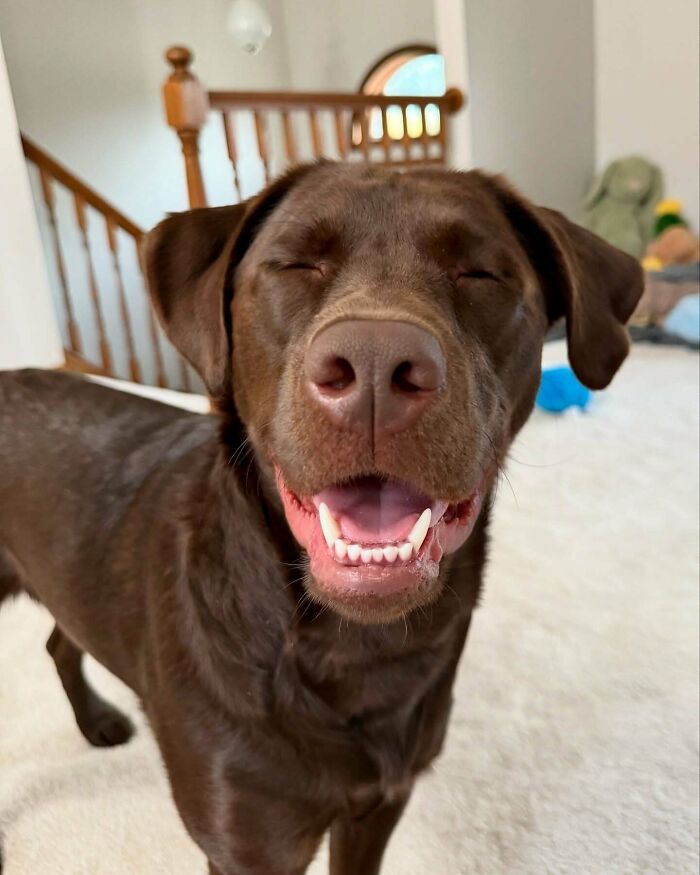 47 Goofy Doggos With Not A Single Thought In Their Heads To Ease Your Overthinking Brain 47 Goofy Doggos With Not A Single Thought In Their Heads To Ease Your Overthinking Brain