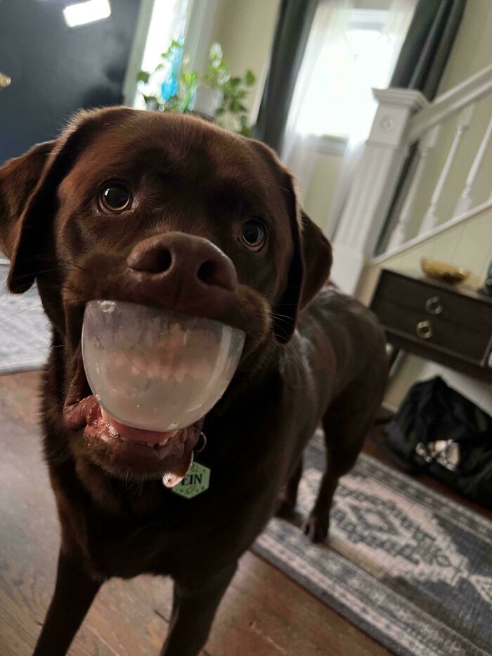 47 Goofy Doggos With Not A Single Thought In Their Heads To Ease Your Overthinking Brain 47 Goofy Doggos With Not A Single Thought In Their Heads To Ease Your Overthinking Brain