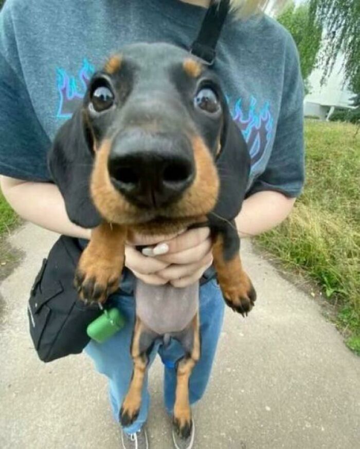 47 Goofy Doggos With Not A Single Thought In Their Heads To Ease Your Overthinking Brain 47 Goofy Doggos With Not A Single Thought In Their Heads To Ease Your Overthinking Brain