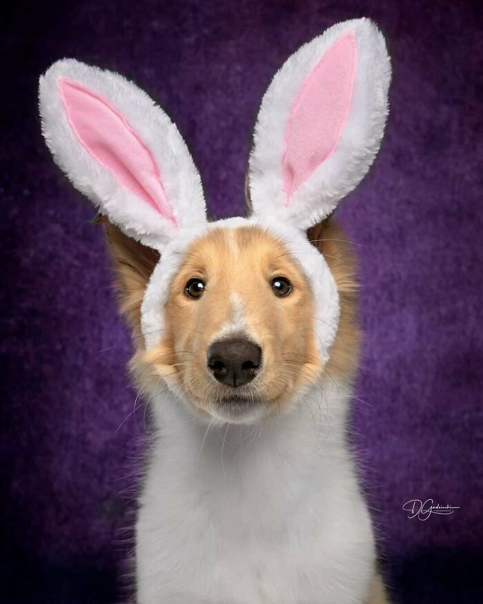 47 Goofy Doggos With Not A Single Thought In Their Heads To Ease Your Overthinking Brain 47 Goofy Doggos With Not A Single Thought In Their Heads To Ease Your Overthinking Brain