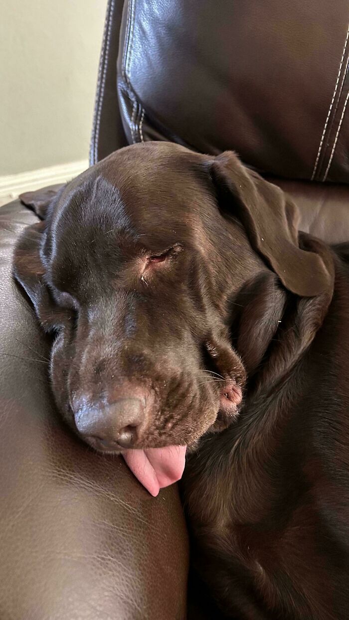 47 Goofy Doggos With Not A Single Thought In Their Heads To Ease Your Overthinking Brain 47 Goofy Doggos With Not A Single Thought In Their Heads To Ease Your Overthinking Brain