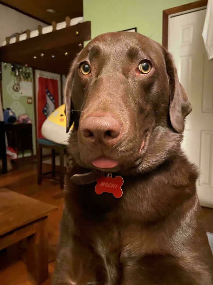 47 Goofy Doggos With Not A Single Thought In Their Heads To Ease Your Overthinking Brain 47 Goofy Doggos With Not A Single Thought In Their Heads To Ease Your Overthinking Brain