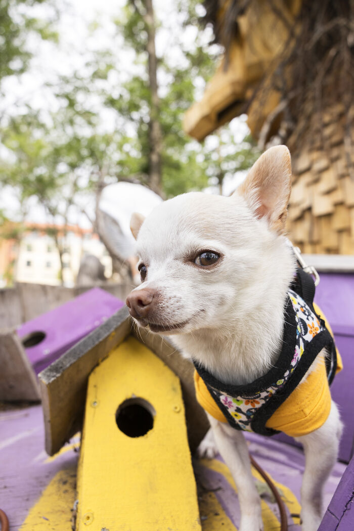 My Chihuahua Set Out On A Troll-Hunting Adventure In Minnesota’s Woods, And Here’s The Result (24 Pics) My Chihuahua Set Out On A Troll-Hunting Adventure In Minnesota’s Woods, And Here’s The Result (24 Pics)