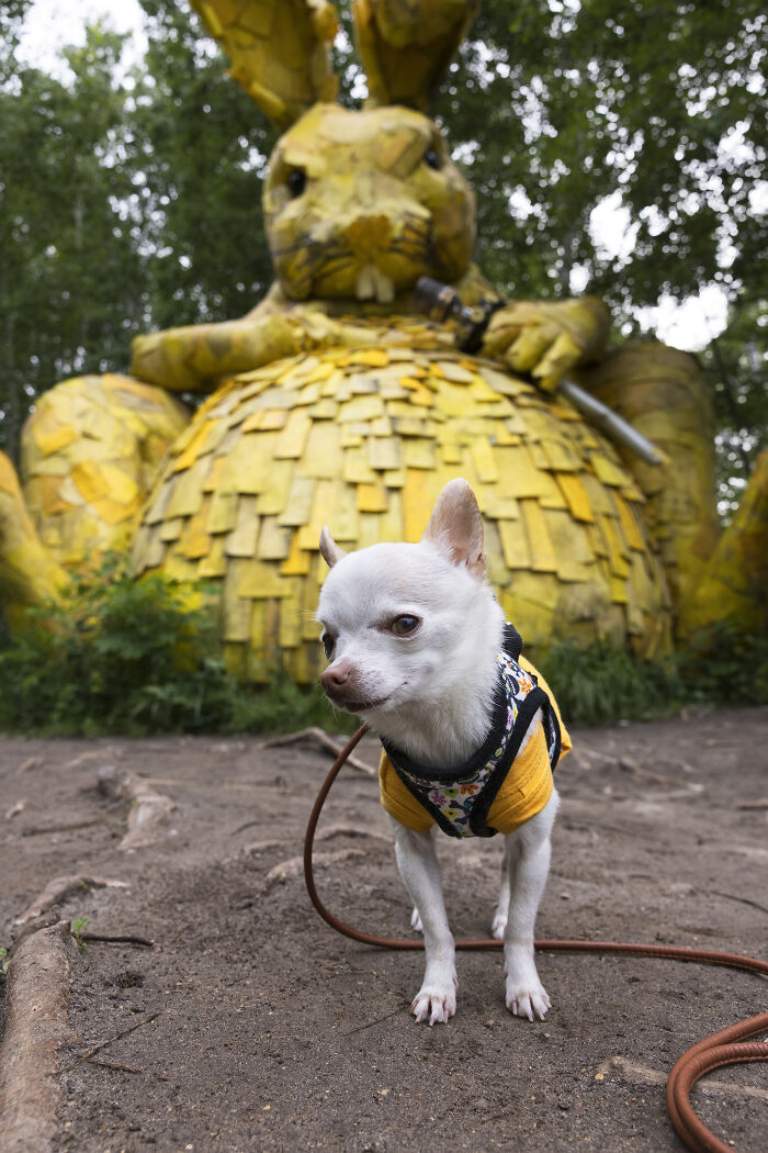 My Chihuahua Set Out On A Troll-Hunting Adventure In Minnesota’s Woods, And Here’s The Result (24 Pics) My Chihuahua Set Out On A Troll-Hunting Adventure In Minnesota’s Woods, And Here’s The Result (24 Pics)