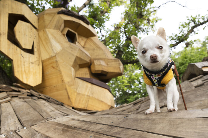 My Chihuahua Set Out On A Troll-Hunting Adventure In Minnesota’s Woods, And Here’s The Result (24 Pics) My Chihuahua Set Out On A Troll-Hunting Adventure In Minnesota’s Woods, And Here’s The Result (24 Pics)