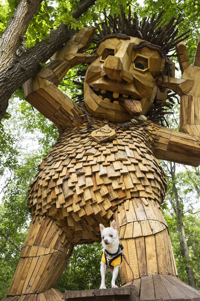 My Chihuahua Set Out On A Troll-Hunting Adventure In Minnesota’s Woods, And Here’s The Result (24 Pics) My Chihuahua Set Out On A Troll-Hunting Adventure In Minnesota’s Woods, And Here’s The Result (24 Pics)