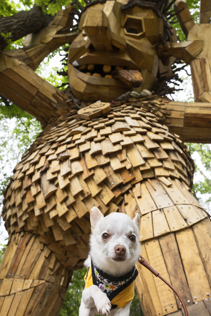 My Chihuahua Set Out On A Troll-Hunting Adventure In Minnesota’s Woods, And Here’s The Result (24 Pics) My Chihuahua Set Out On A Troll-Hunting Adventure In Minnesota’s Woods, And Here’s The Result (24 Pics)