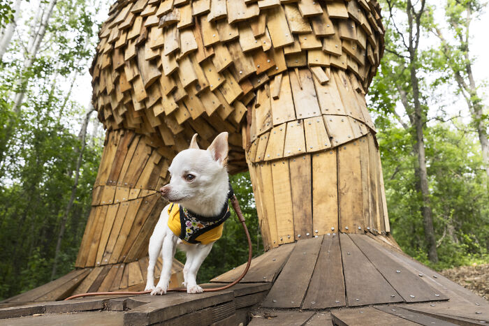 My Chihuahua Set Out On A Troll-Hunting Adventure In Minnesota’s Woods, And Here’s The Result (24 Pics) My Chihuahua Set Out On A Troll-Hunting Adventure In Minnesota’s Woods, And Here’s The Result (24 Pics)