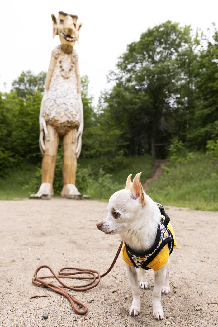 My Chihuahua Set Out On A Troll-Hunting Adventure In Minnesota’s Woods, And Here’s The Result (24 Pics) My Chihuahua Set Out On A Troll-Hunting Adventure In Minnesota’s Woods, And Here’s The Result (24 Pics)